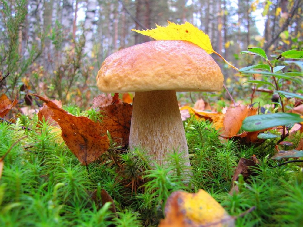 Осенний лес с грибами