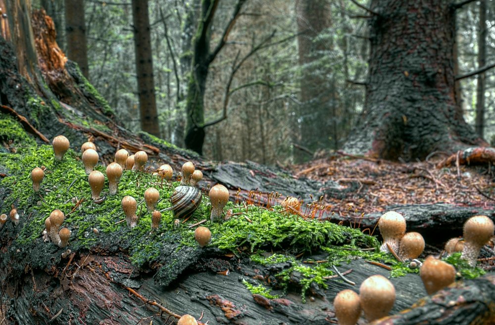 Грибы грибница лес