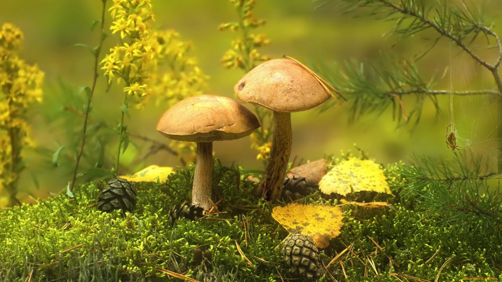 Осенняя Полянка с грибами