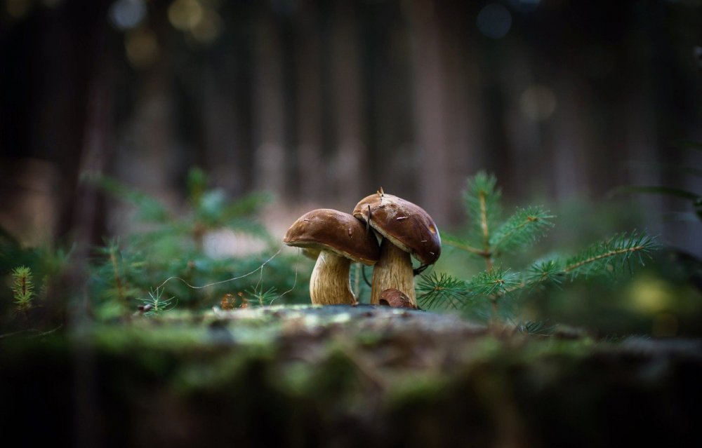 Поляна грибов