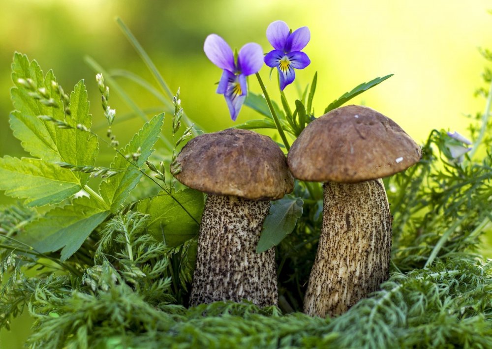 Красивый грибной лес