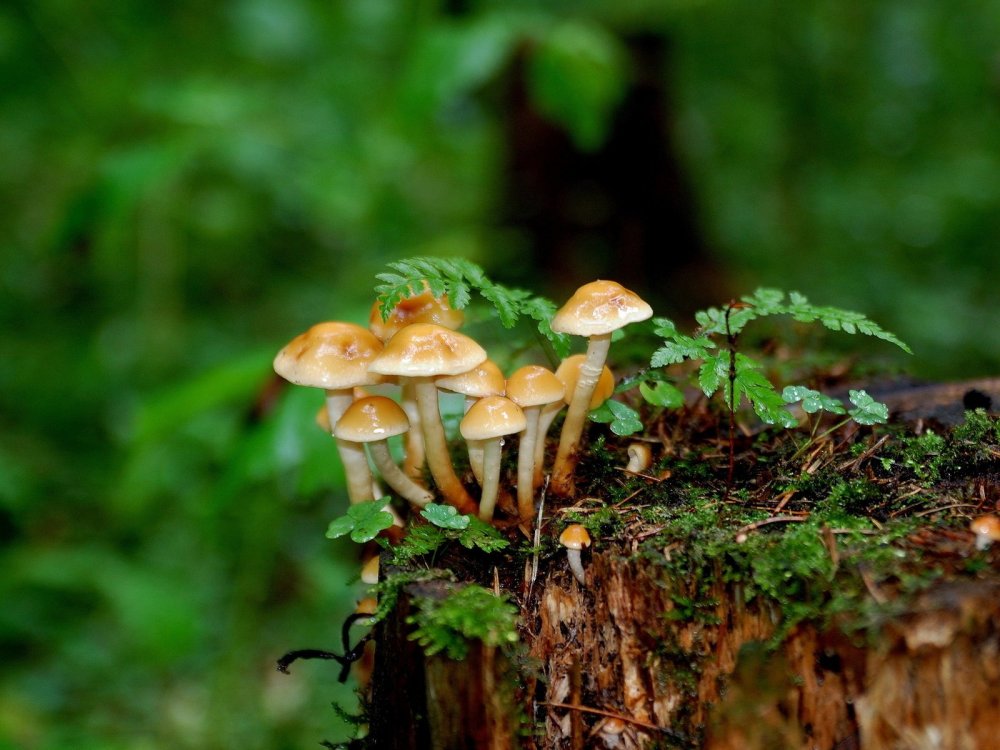 Фотообои грибы