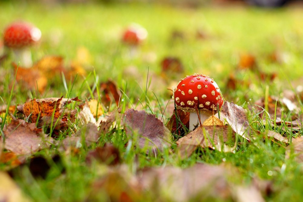 Осенняя Поляна с грибами