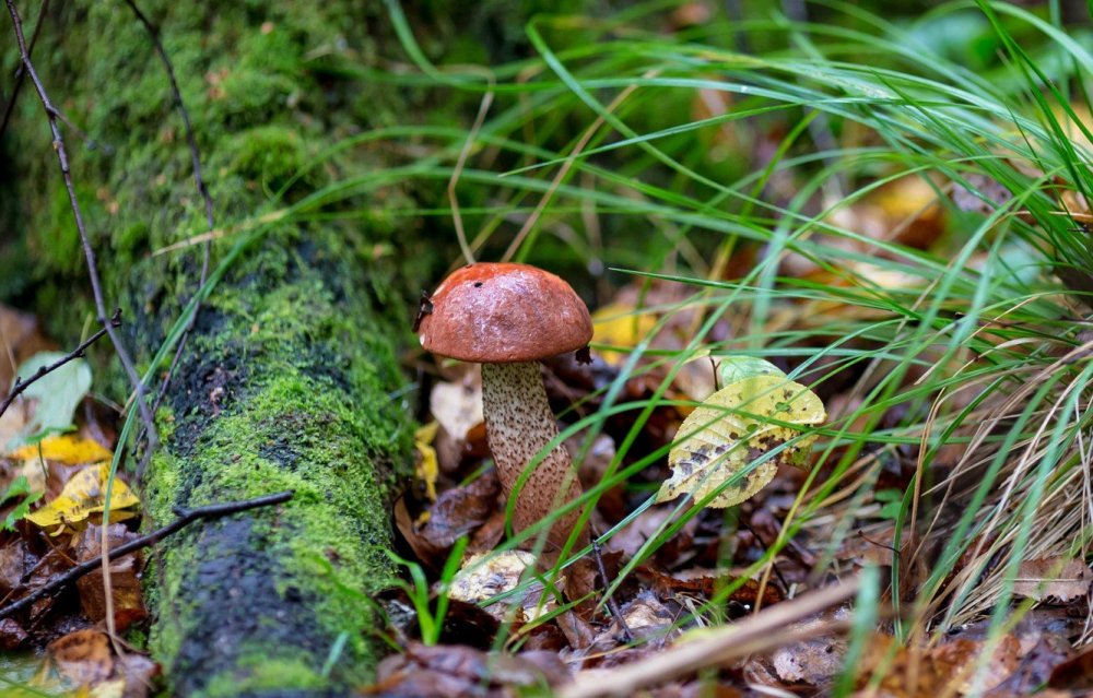 Осень природа грибы
