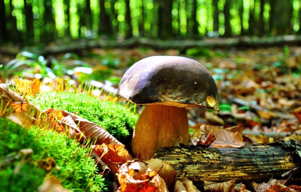 Съедобные грибы Мурманской области