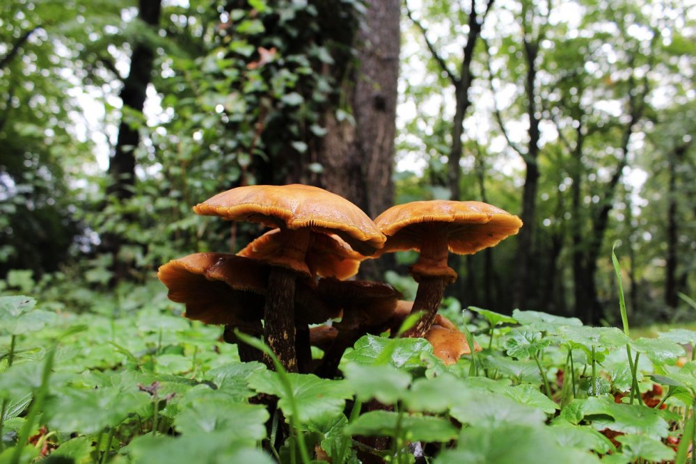 Лесная Поляна с грибами осенью