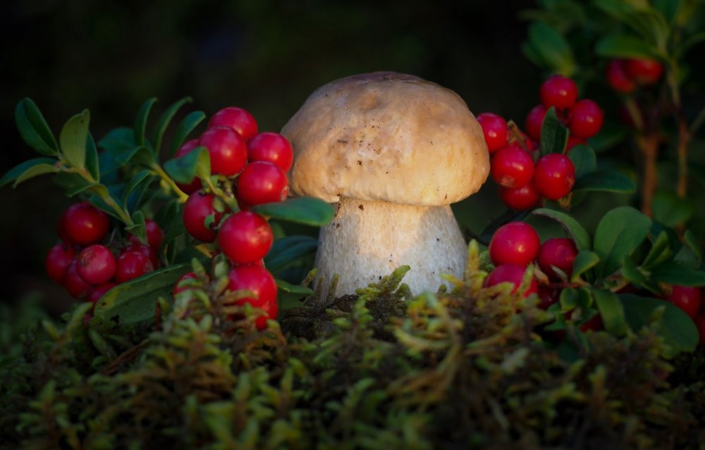 Ямал тундра ягоды грибы