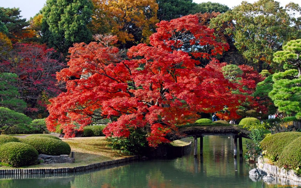 Японский сад бонсай Крым