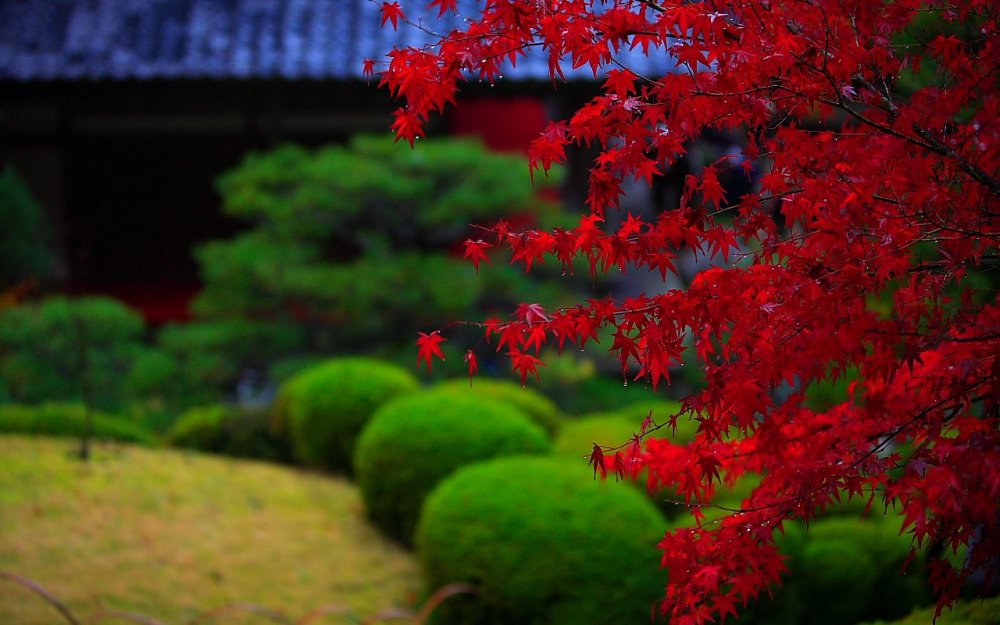Японский клен «Микава Яцубуса в японском саду