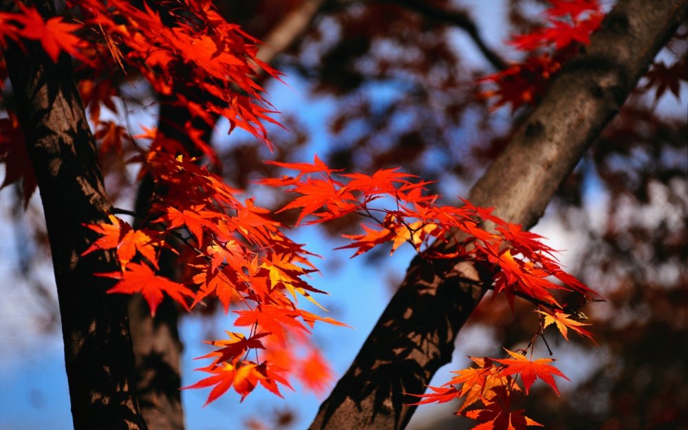 Осенний японский клен
