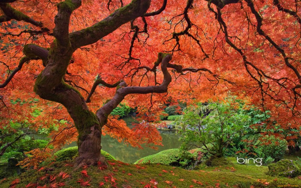 Осенний лес в Японии