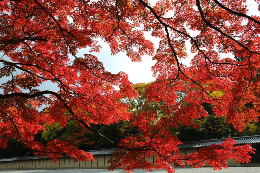 Цветение клена Киото