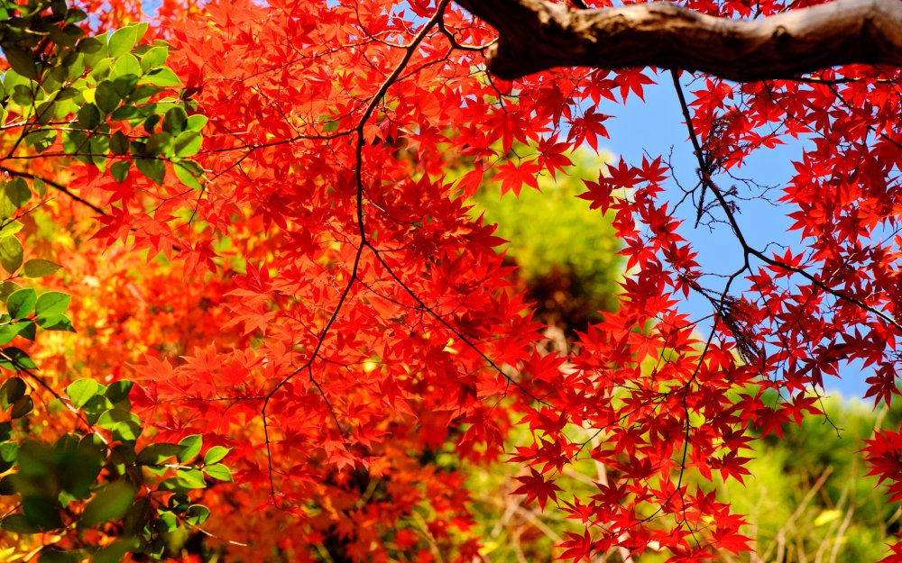 Японский клен осенью