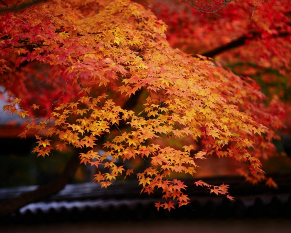 Японский клен осенью