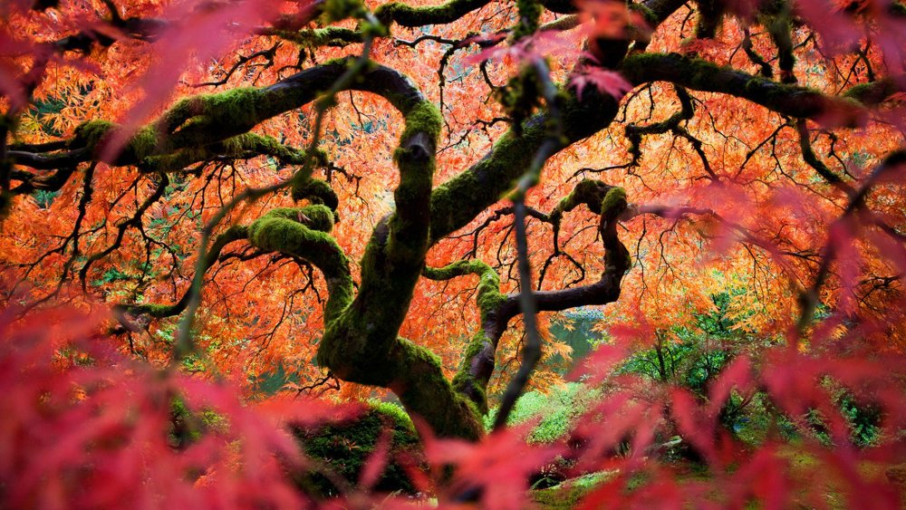 Самые красивые леса мира осенью
