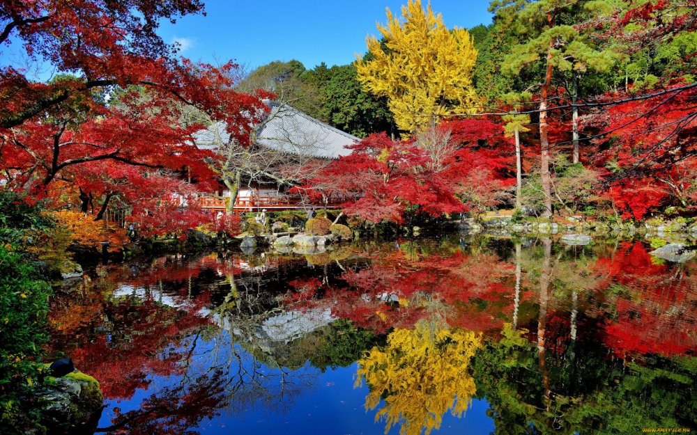 Осень сад Киото Япония