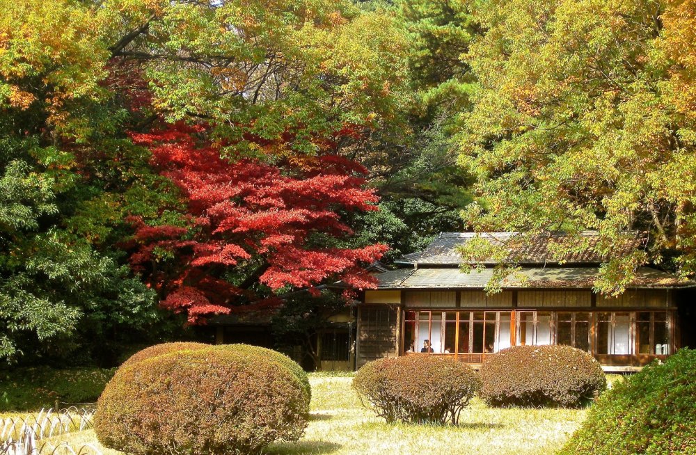 Красный клен в японском саду