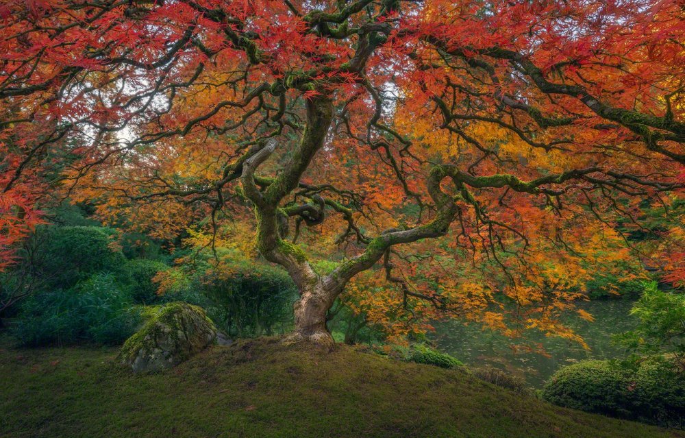 Японский клен дерево