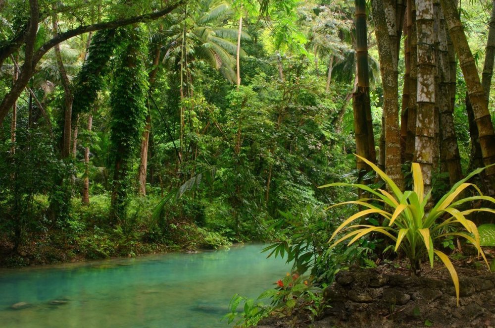 Тропические леса Юго Восточной Азии