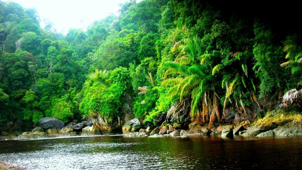 Река Амазонка джунгли