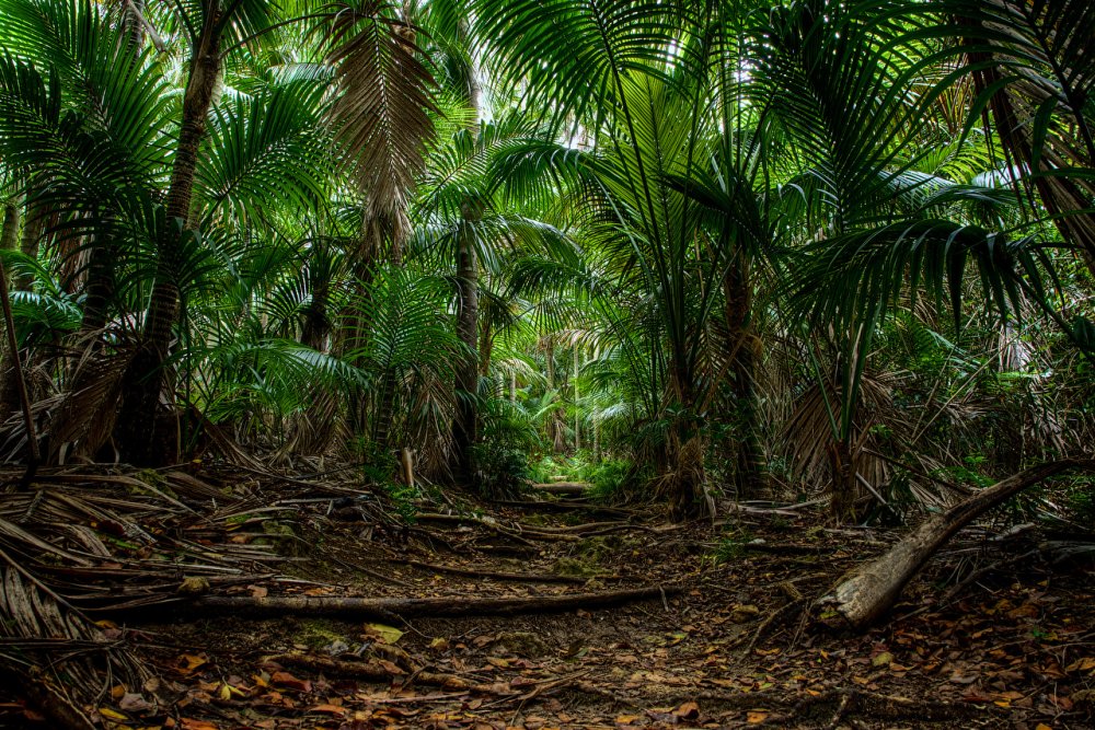 Влажные тропические леса Австралии