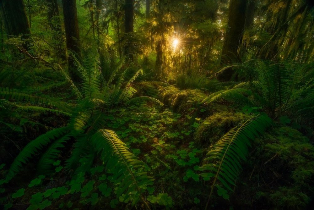 Тропический лес Green Planet