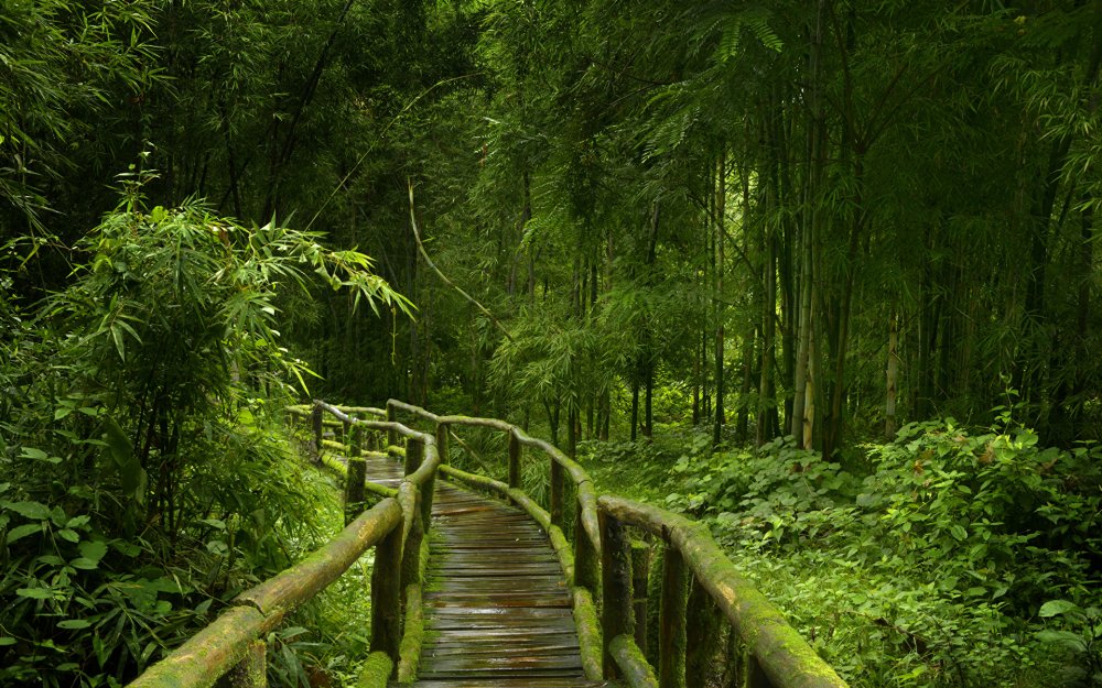Мост в тропическом лесу
