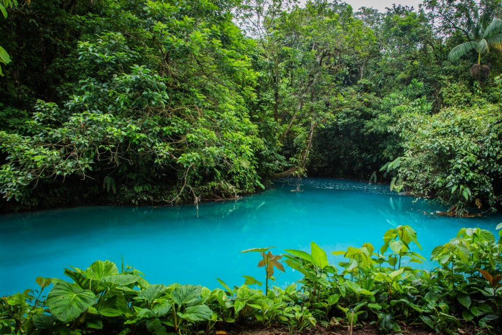 Коста-Рика тропический лес