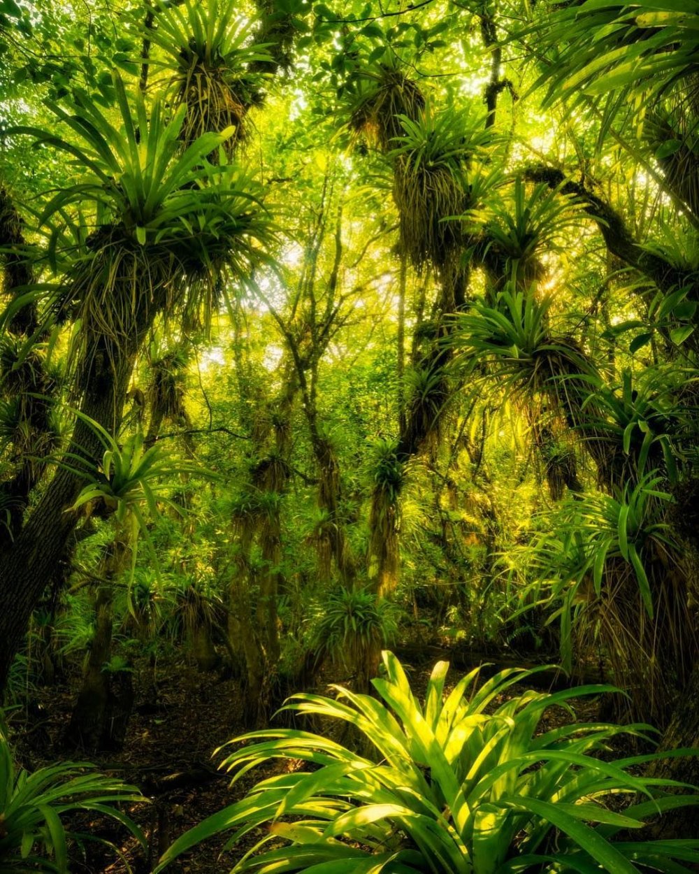 Лесная подстилка тропического леса