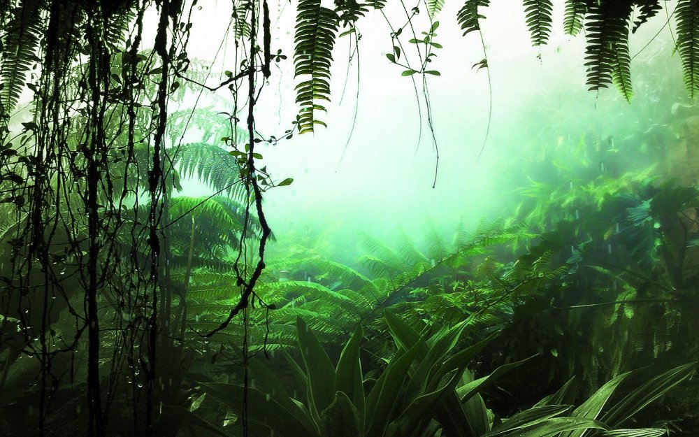 Джунгли Амазонии растения