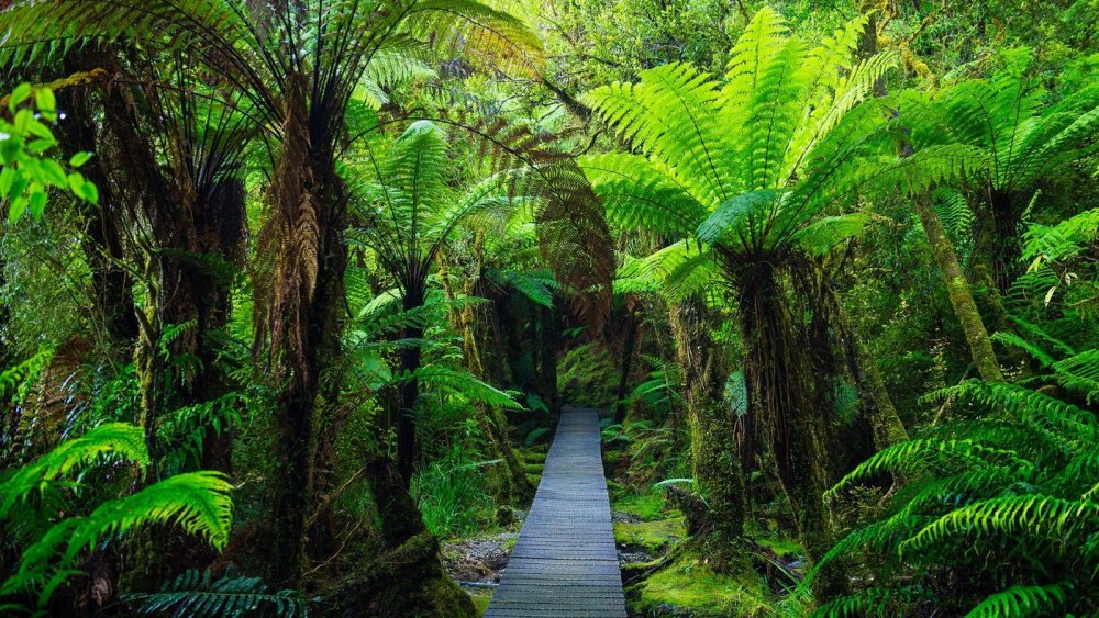 Тропические леса новой Зеландии
