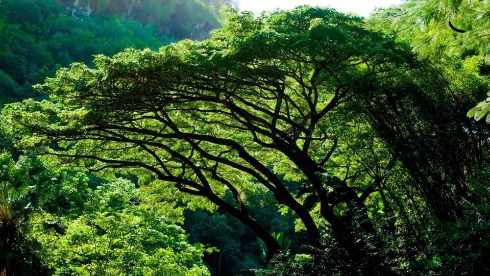 Тропические леса Бразилии