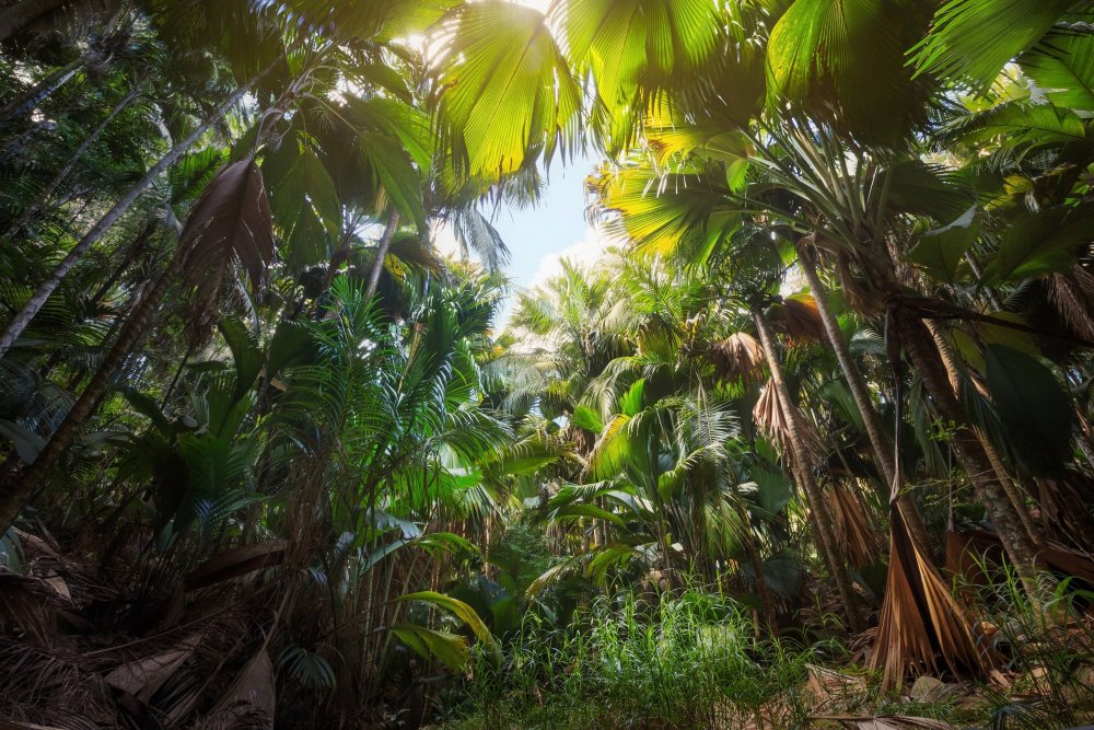 Коко джунгли