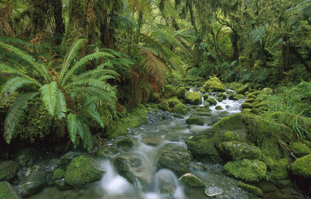 Субтропические дождевые леса новой Зеландии