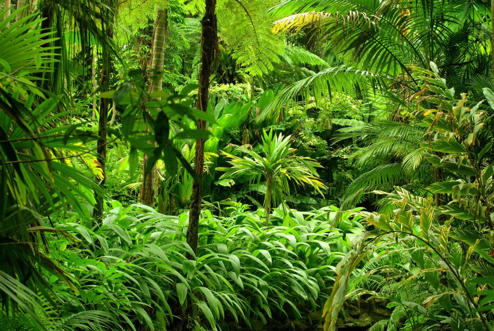 Подлесок тропического леса