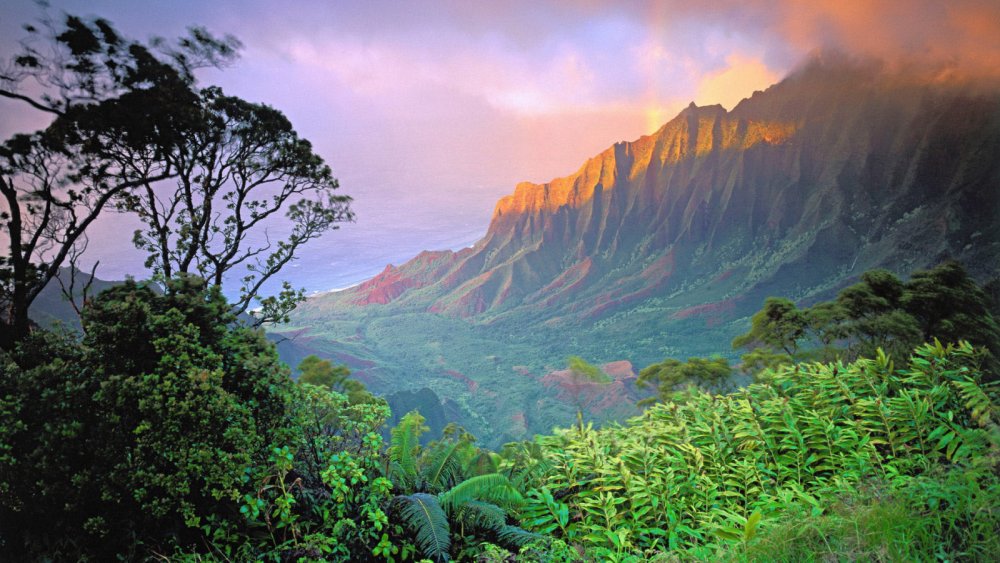 Гавайи тропический лес