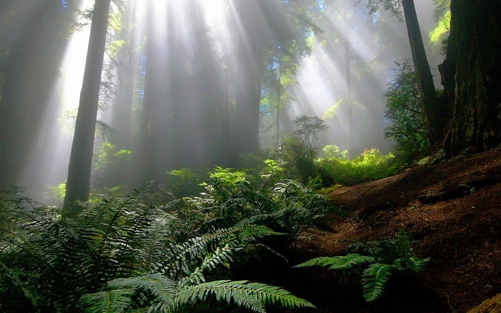 Солнечный тропический лес