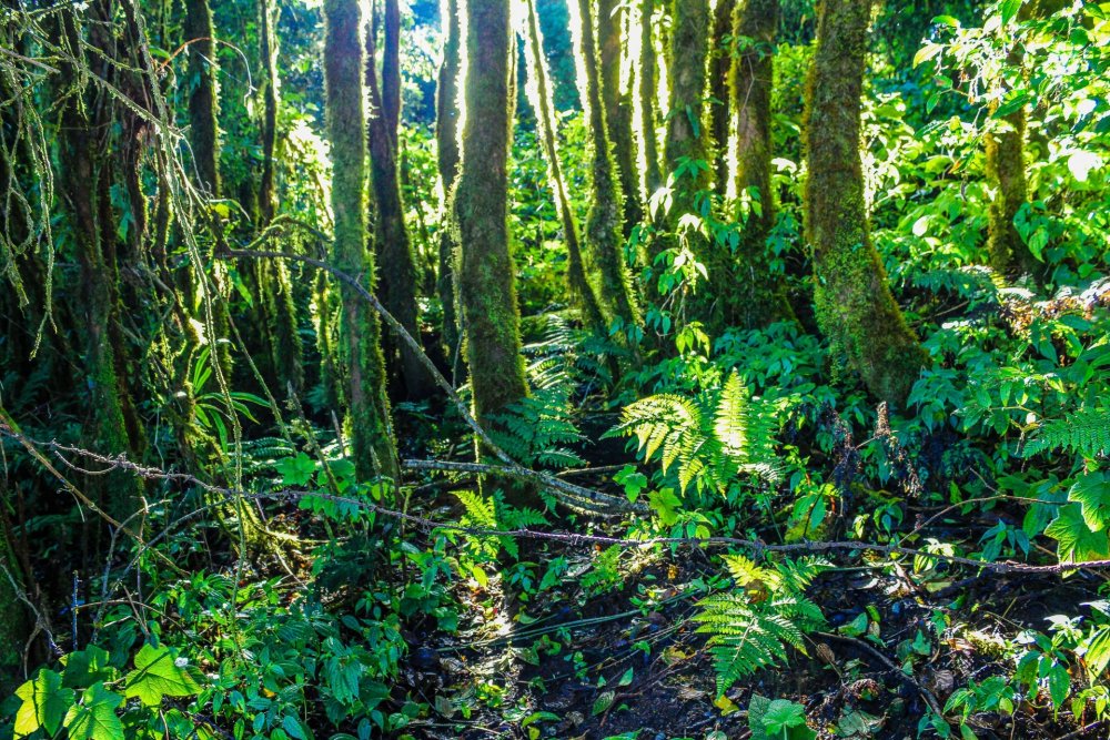 Тропические дождевые леса Азии