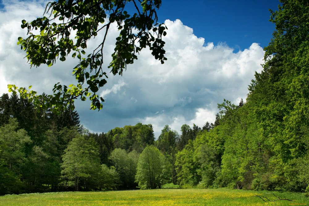 Лиственный лес в Германии