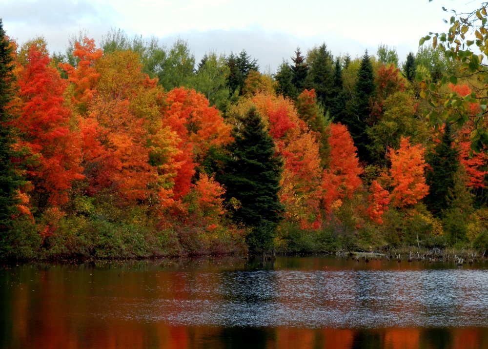 Смешанный и широколиственный лес в России осенью