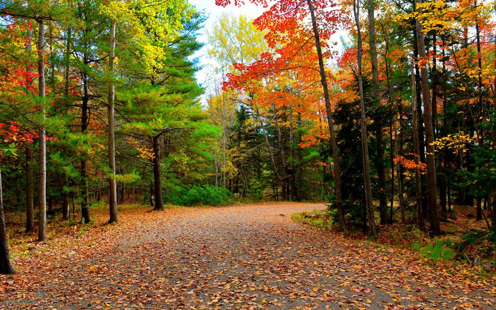 Осенний смешанный лес