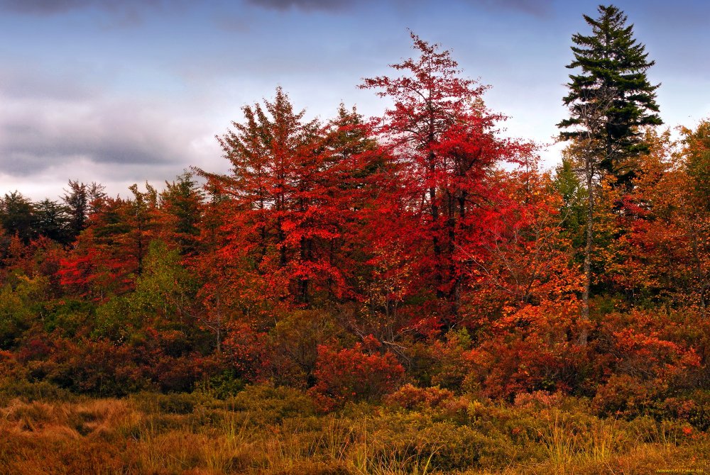 Леса Канады красные