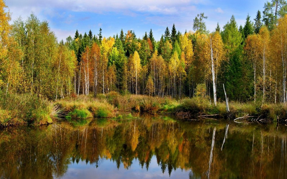 Тайга лес Новосибирск
