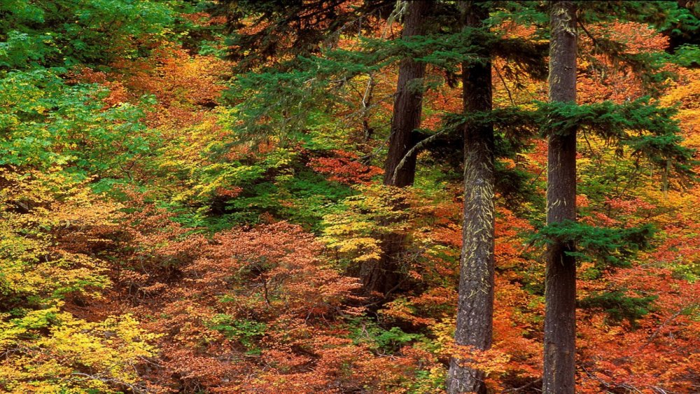 Хвойный лес осень