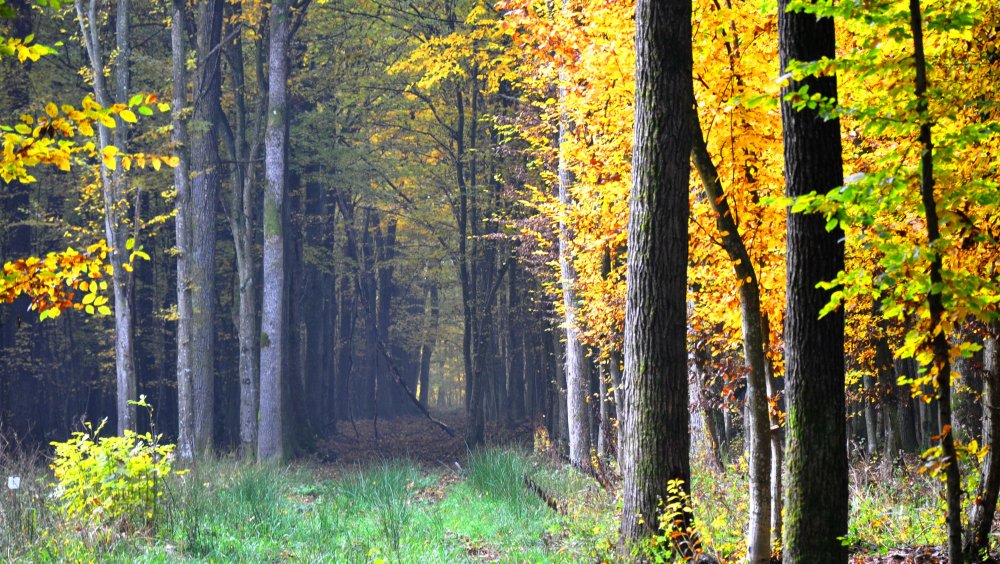 Осенний хвойно-широколиственный лес