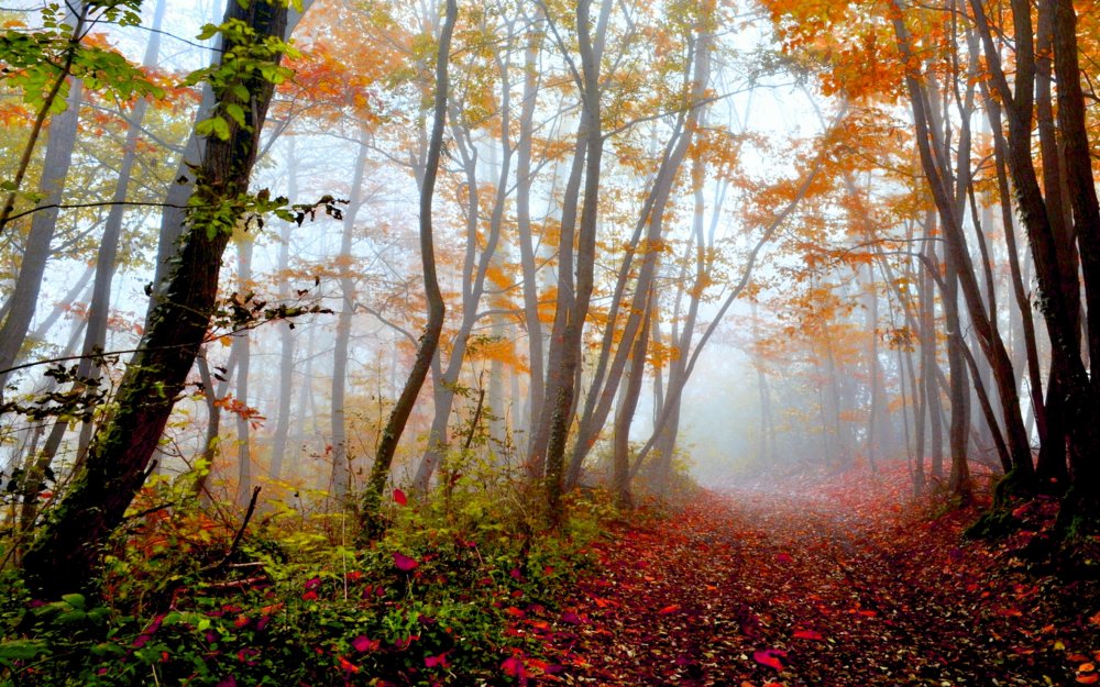 Осенний лес высокое разрешение