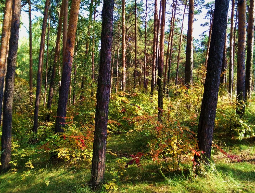 Широколиственный лес Рязань