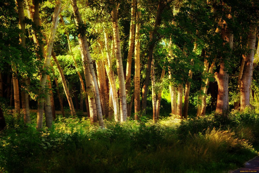 Хвойно-широколиственный лес