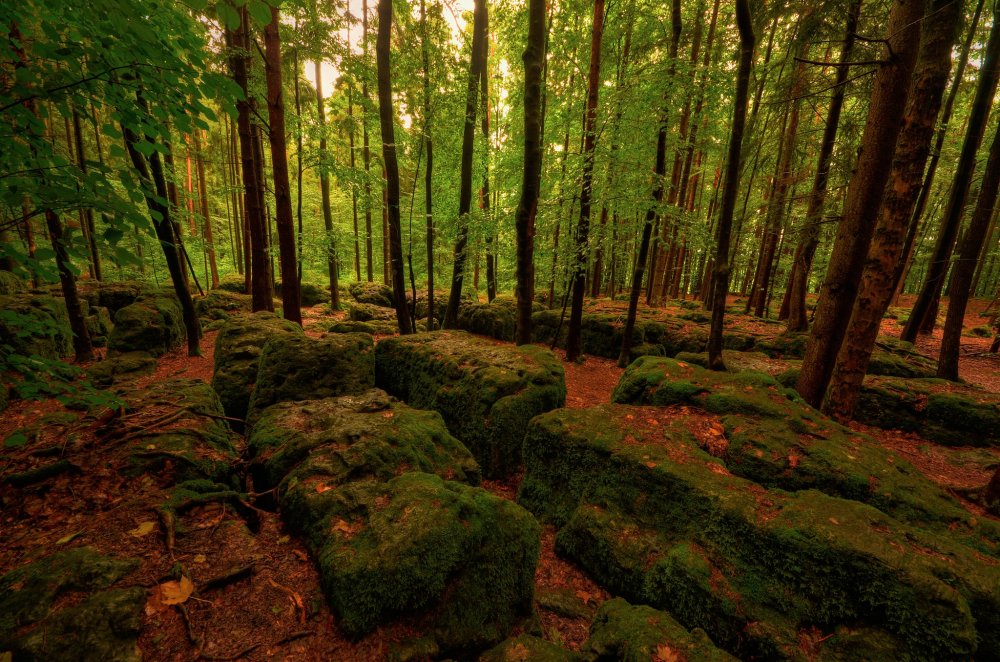 Широколиственный лес Канады
