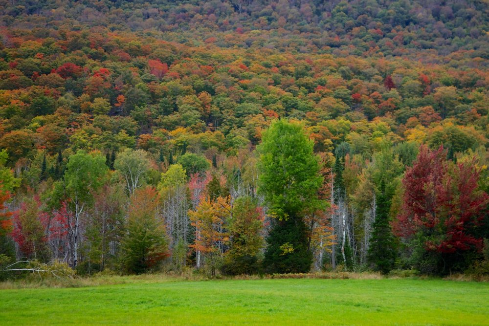 Лес в штате Вермонт